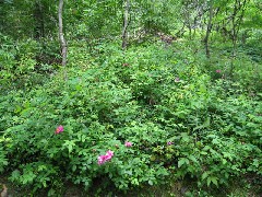 Wild roses; Steuben County Hike Series M-12 FLT NCT Hiking