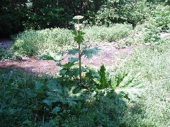 Giant Hogweed; Steuben County Hike Series M-12 FLT NCT Hiking