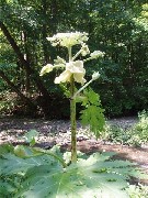 Giant Hogweed plant; Steuben County Hike Series M-12 FLT NCT Hiking