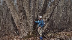 Jean Bub; 7 trunk tree; NCT/FLT/M-13, NY