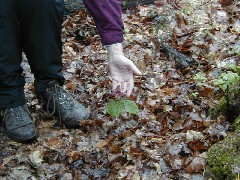 Hiking NCT FLT M14 Glen Creek Wildflower