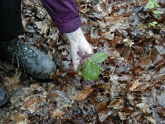 Hiking NCT FLT M14 Glen Creek Wildflower