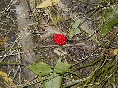 Creek Finger Glen Hiking Lakes Trail NCT FLT M14 Wild Flowers