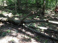 tree down across path; Parks Hollow Road, NY