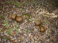 Mushrooms; Schuyler County Hike Series