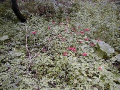 Schuyler County Hike Series Burdett FLT NCT FLT M15