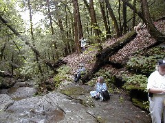 Patty Millard; Ruth Bennett McDougal Dorrough; Gail Ellsworth; Teresa Blennis; Schuyler County Hike Series Burdett FLT NCT FLT M15