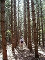 Finger Hiking Lakes Laura MacGuires Trail FLT M16