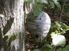 Hiking NCT FLT M16 Robert Treman State Park bee s nest