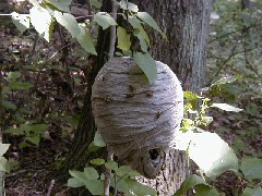 Hiking NCT FLT M16 Robert Treman State Park bee s nest