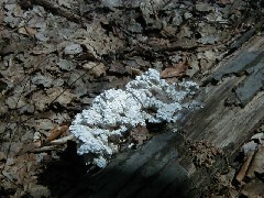 Hiking FLT M18 fungus