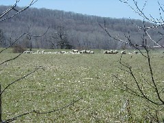 Hiking FLT M18 sheep