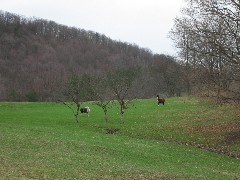 Alpaca; Cortland Country Hike Series; NCT; FLT; M-19