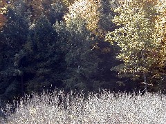 Finger Hiking Trail FLT Cortland County Lakes M19 PA