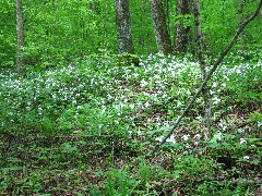 Trillium Flowers; Hiking; NCT; FLT; M-21