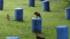 Fighting Chickens; Michigan; MI-01