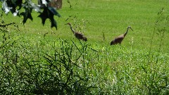 sand herons; NCT; Michigan; MI-02