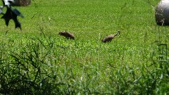 sand herons; NCT; Michigan; MI-02