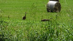 sand herons; NCT; Michigan; MI-02