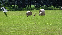 sand harons; baled hay