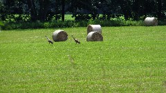 sand harons; baled hay