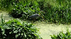 sand heron; NCT; Michigan; MI-02