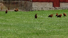 Chickens; MI-02; NCT; Wingeier Rd; Alto MI