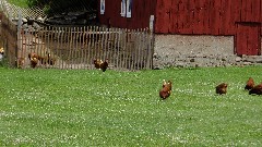 Chickens; MI-02; NCT; Wingeier Rd; Alto MI