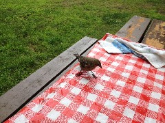 bird; Duke Creek Campground; Cedar Springs MI