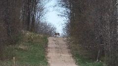 deer; NCT; Corey rd, MI