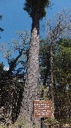 Gint Pine; NCT; Michigan; Swamp Rd & Rd 500 -- Lower Tahquamenon Falls Campground