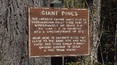 sign Giant Pines