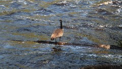 duck; NCT;Tahquamenon River, MI