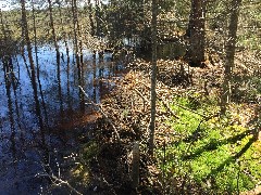 Beaver dam; NCT; Lower Tahquamenon Falls, MI