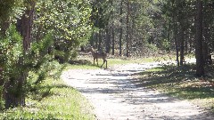 deer; NCT; Coast Guard Line Rd, MI