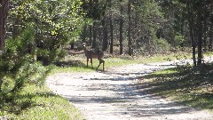 deer; NCT; Coast Guard Line Rd, MI