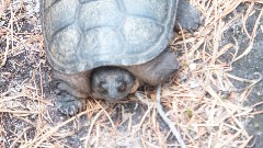 turtle; NCT; Lake LeVasseur;, MI