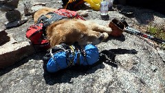 Tucker dog; NCT; Little Presque Isle, MI