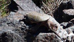 turtle; NCT; Dead River; Little Presque Isle, MI