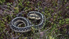 snake; NCT; Baraga Plains Rd, MI