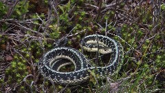 snake; NCT; Baraga Plains Rd, MI