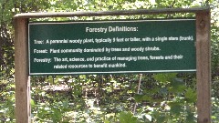 sign Tree , forest , forestry