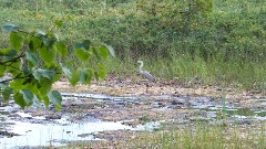 Blue Heron bird; Hiking; NCT; Michigan; Pictured Rocks Outing