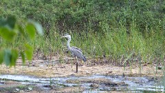 Blue Heron Bird; Hiking; NCT; Michigan; Pictured Rocks Outing