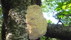 fungus; NCT; Michigan; Pictured Rocks Outing