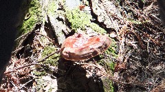 fungus; Hiking; NCT; Michigan; Pictured Rocks Outing