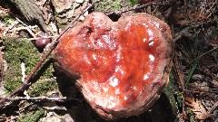 fungus; NCT; Michigan; Pictured Rocks Outing