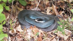 snake; Hiking; NCT; Michigan; White Cloud