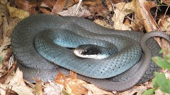 snake; Hiking; NCT; Michigan; White Cloud