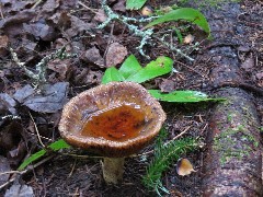 NCT; Minnesota; Linsmore Rd Trailhead; Mushroom